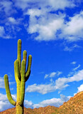 A single saguaro cactus stands against a blue sky with fluffy, white clouds