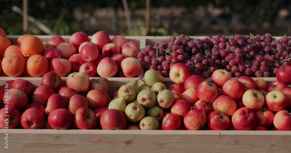 A counter with juicy apples and other fruits A counter with juicy apples and other fruits