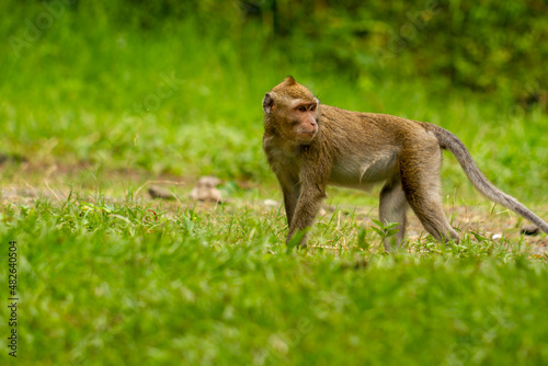 A wild monkey that came down the mountain due to the eruption, is walking in the grass field to look for food, nature and wildlife concept