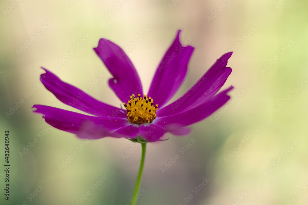 pink chamomile, an extraordinarily beautiful flower pink chamomile, an extraordinarily beautiful flower