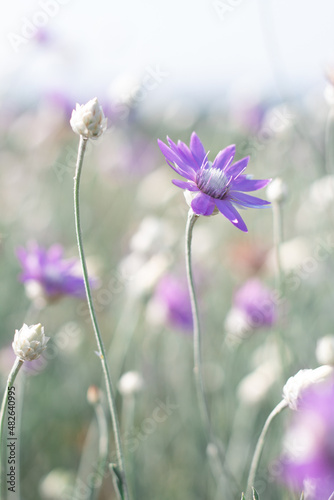 Summer flowers, extremely beautiful