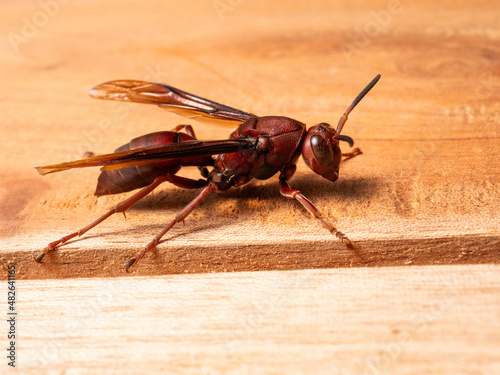 Picture of paper wasp Ropalidia fasciata on a wooden table photo