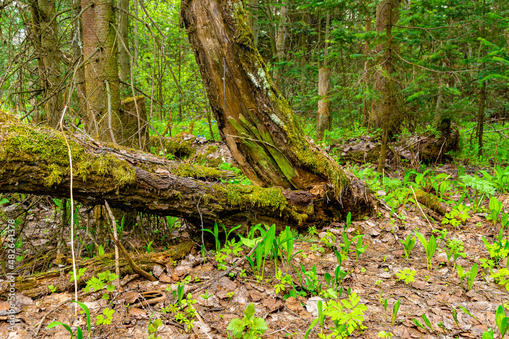 Old moss-covered tree has split and lies on ground. Undergrowth grows and first spring grasses mixed with wild garlic