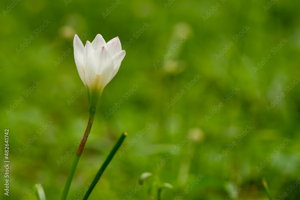 Zephyrlly flowers are white with green petals, Zephyranthes is a genus of temperate and tropical plants in the Amaryllis family, subfamily Amaryllidoideae, and widely cultivated as ornamentals Zephyrlly flowers are white with green petals, Zephyranthes is a genus of temperate and tropical plants in the Amaryllis family, subfamily Amaryllidoideae, and widely cultivated as ornamentals