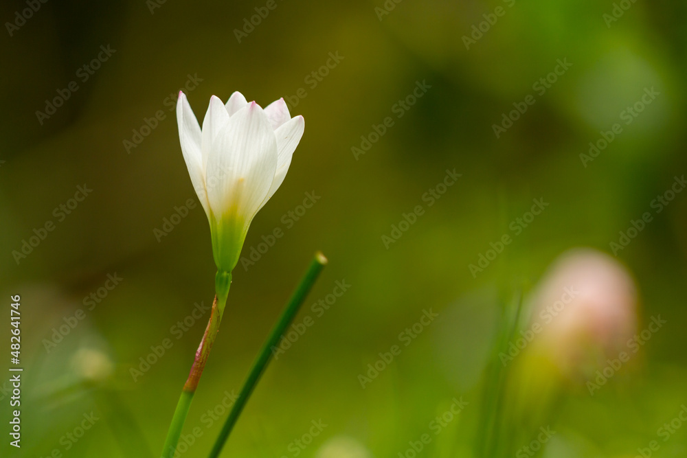 Zephyrlly flowers are white with green petals, Zephyranthes is a genus of temperate and tropical plants in the Amaryllis family, subfamily Amaryllidoideae, and widely cultivated as ornamentals