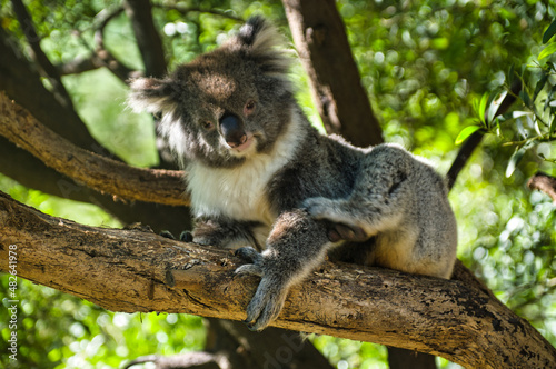 Fototapeta Naklejka Na Ścianę i Meble -  Mature koala resting in a eucalyptus tree in eastern Victoria, Australia