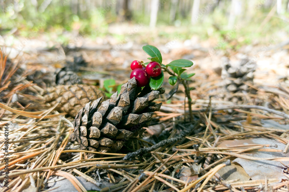 Fototapeta premium Cowberry, fir cone on a coniferous carpet in the wild forest of Taiga.