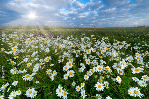 Beautiful summer landscape of field full of daisies