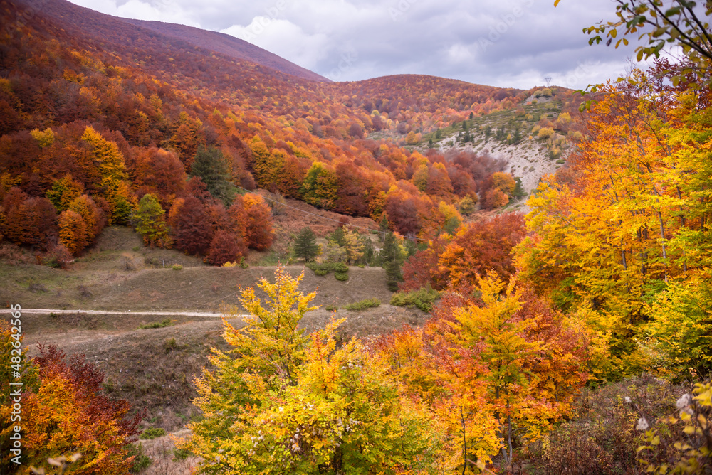 Autumn seasonal landscape with colorful trees and fogliage