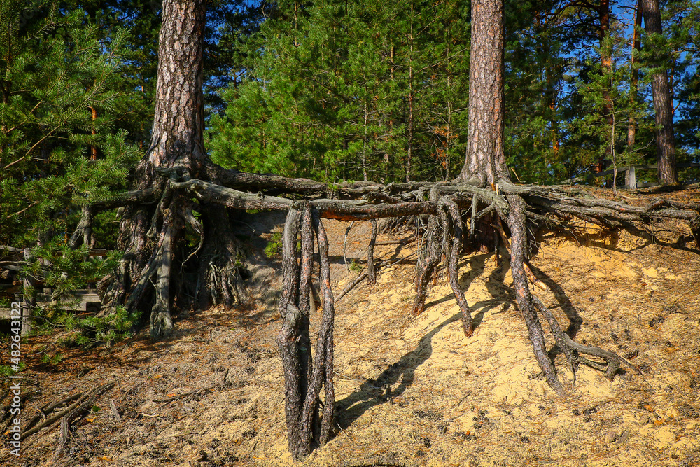 Fototapeta premium Roztoczański Park Narodowy