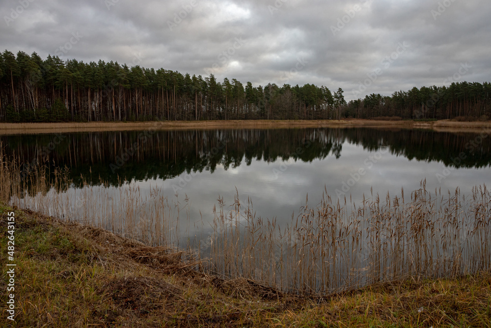 calm lake in autumn, pine forest with reflection, river reeds