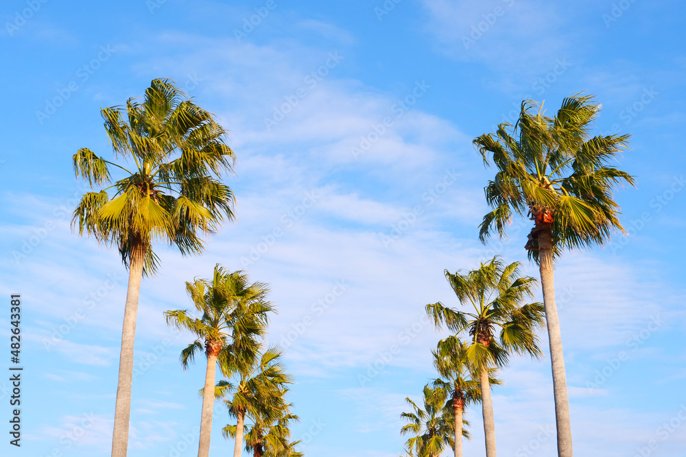 Obraz premium ヤシの木と青空