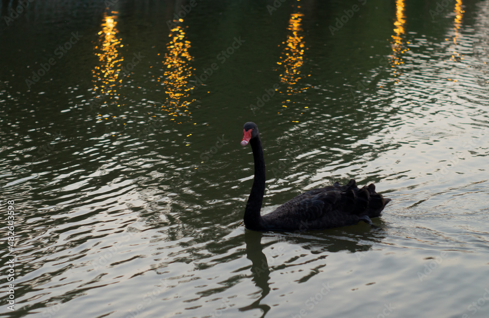 Fototapeta premium black swan on the lake