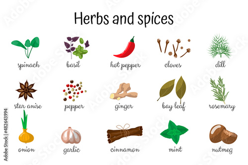 Spices and herbs set. Onion, garlic, rosemary, dill, cinnamon, anise, chili pepper, mint, spinach, cloves, basil, ginger, bay leaf, nutmeg.