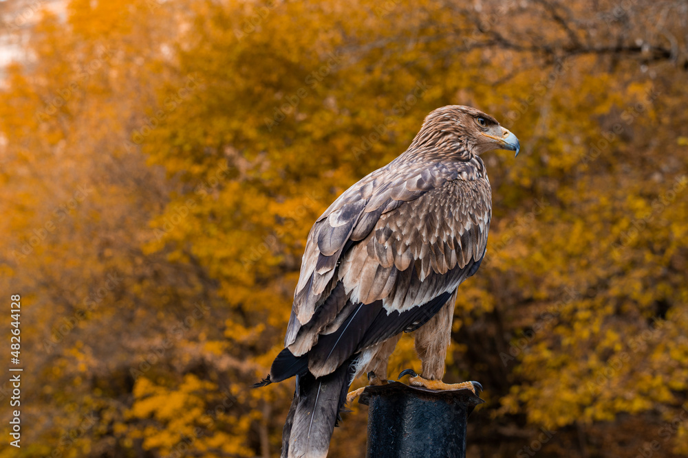 Autumn forest, an eagle sitting on a trunk. Autumn forest, an eagle sitting on a trunk.