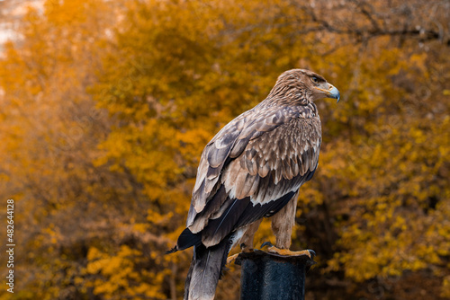 Autumn forest  an eagle sitting on a trunk.