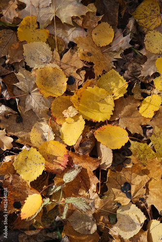 fallen leaves in the forest in autumn  blurred background