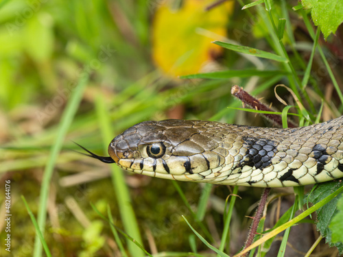 Grass Snake Head  Portrait in Grass