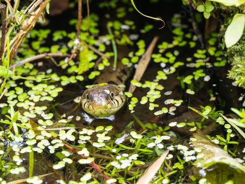 Grass Snake Head in a Pond