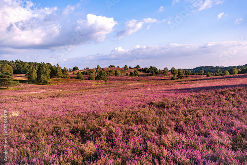 Heideblüte Lüneburger Heide