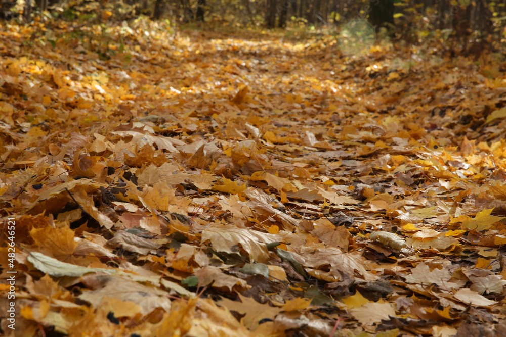 fallen leaves in the forest in autumn, blurred background