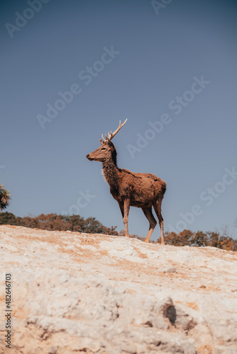 Beautiful orange deer with a blue sky behind