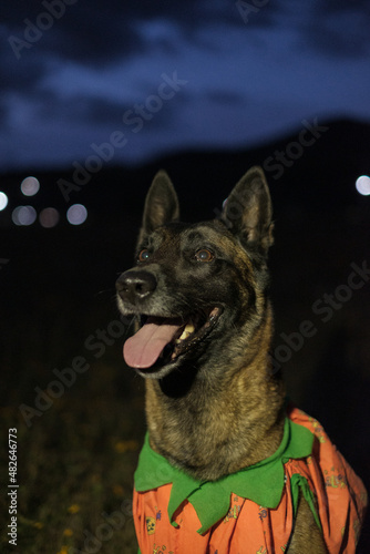 Belgian dog with a pumpkin dress