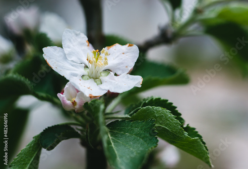 tree blossom