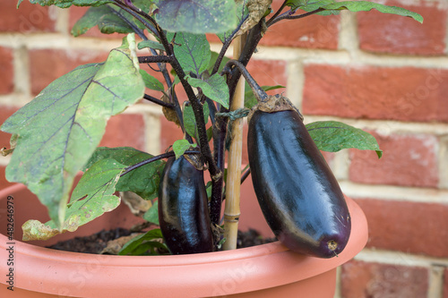 Closeup of aubergine eggplant growing outside UK