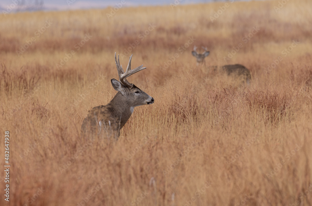 Obraz premium Buck Whitetail Deer During the Rut in Autumn in Colorado
