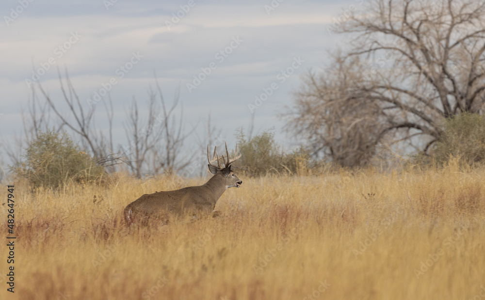 Fototapeta premium Buck Whitetail Deer During the Rut in Autumn in Colorado