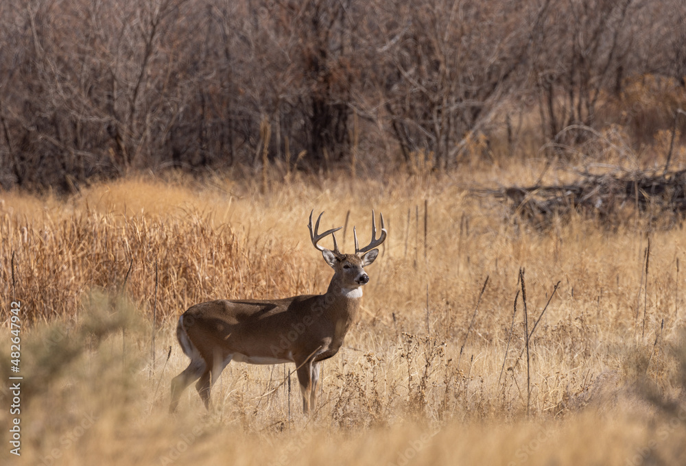 Fototapeta premium Buck Whitetail Deer During the Rut in Autumn in Colorado