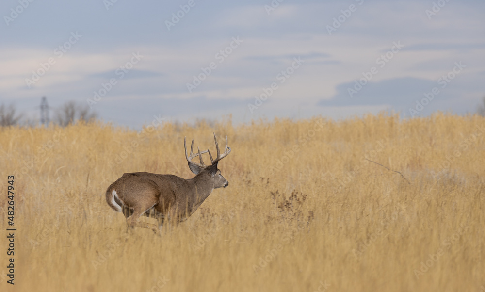 Buck Whitetail Deer During the Rut in Autumn in Colorado Buck Whitetail Deer During the Rut in Autumn in Colorado