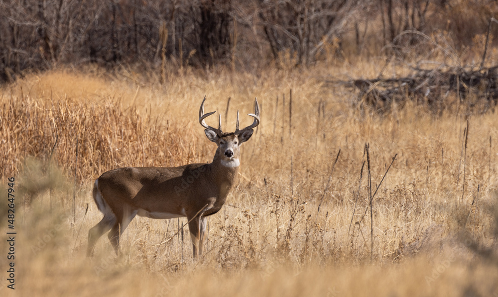 Buck Whitetail Deer During the Rut in Autumn in Colorado Buck Whitetail Deer During the Rut in Autumn in Colorado