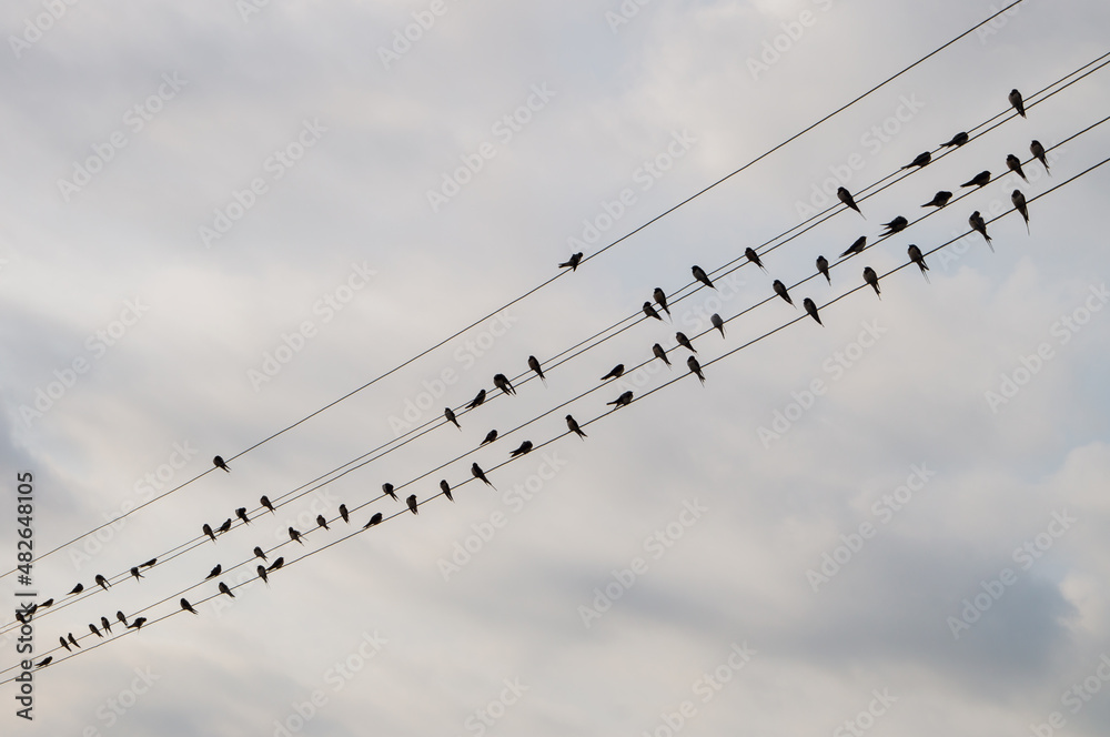 Fototapeta premium swallows on electric wires against the blue sky