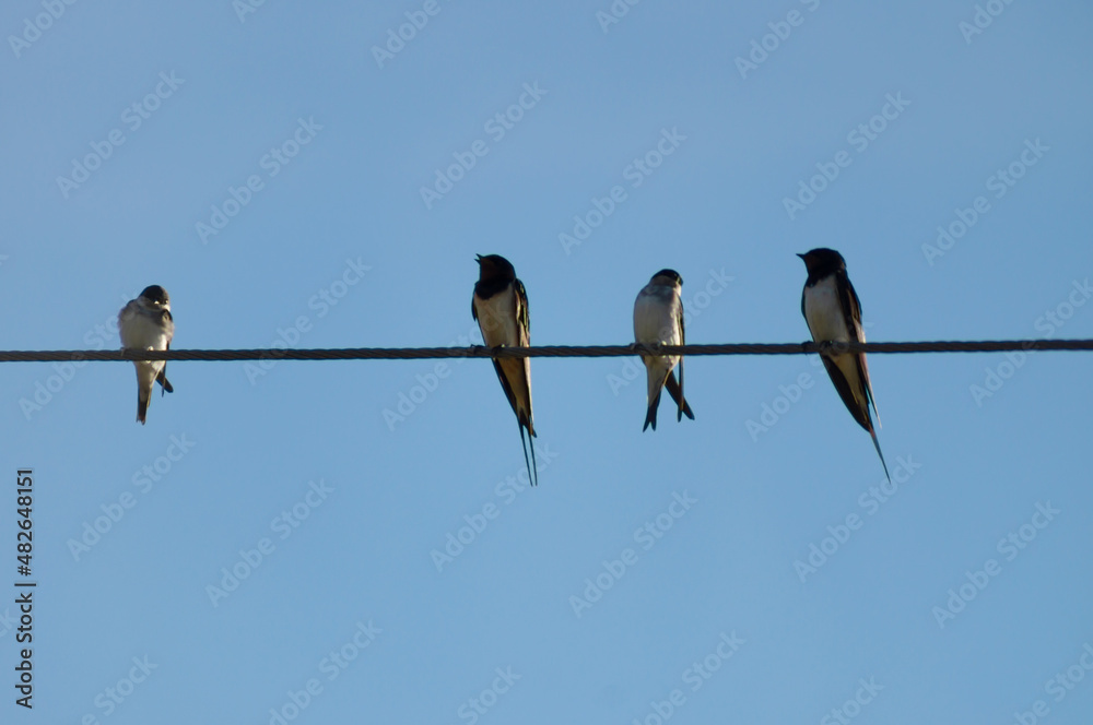 swallows on electric wires against the blue sky