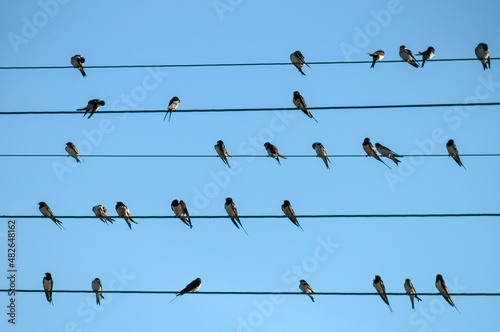 swallows on electric wires against the blue sky