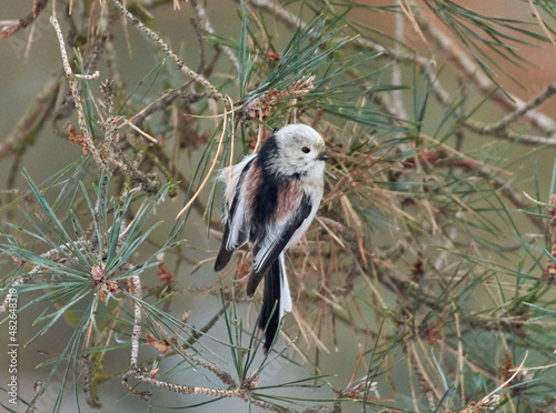 long-tailed tit on the branch