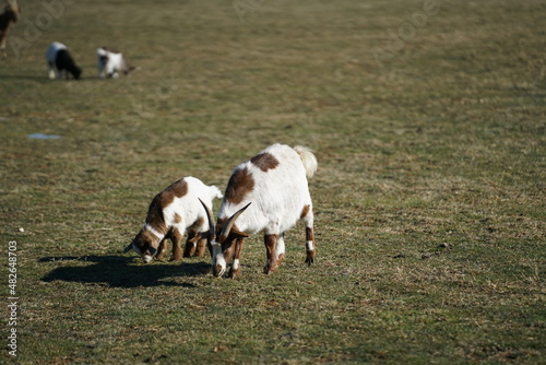 goats on a farm field.
