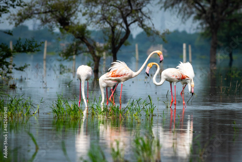 nature scenery or natural painting by Greater flamingo flock or flamingos family during winter migration at Keoladeo National Park or Bharatpur bird sanctuary rajasthan india - Phoenicopterus roseus photo