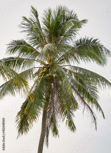 closeup of the fresh growing coconut tree © Rahmat