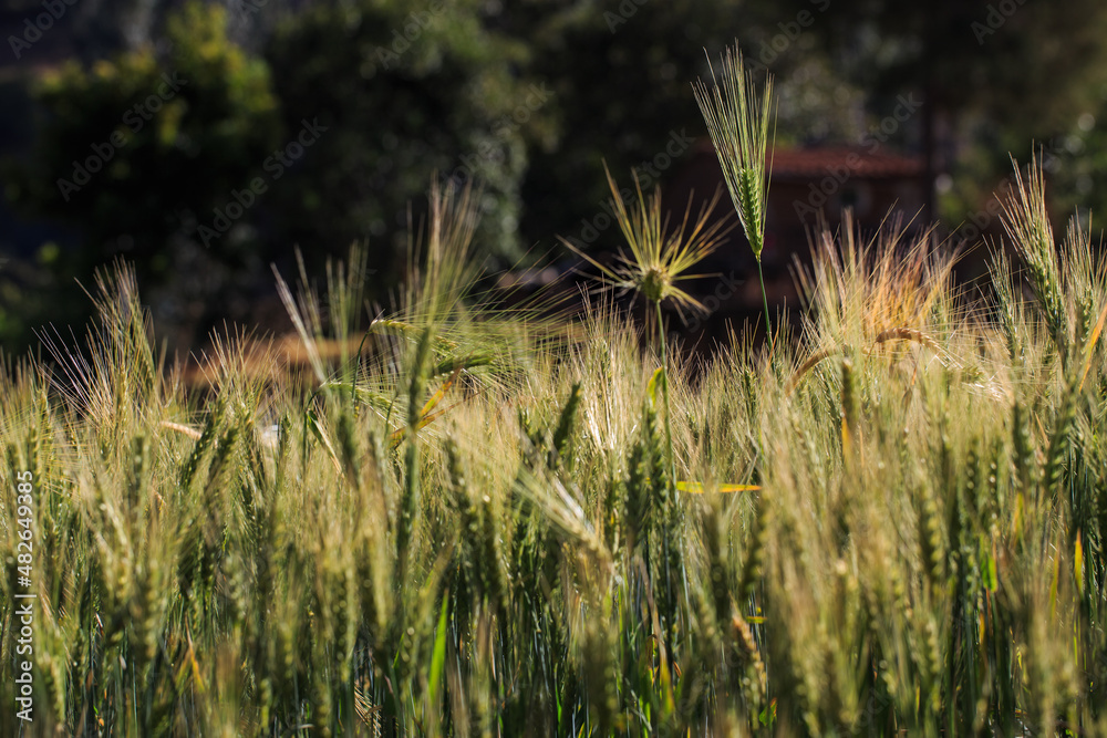 image ears of green barley, in a crop field, under the sunligh image ears of green barley, in a crop field, under the sunligh