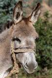 Portrait of a little donkey somewhere in the andes