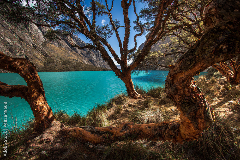 Turquoise waters and trees in the Llanganuco lagoon, in Yungay, Ancash, Peru Turquoise waters and trees in the Llanganuco lagoon, in Yungay, Ancash, Peru