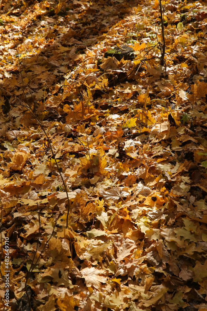 fallen leaves in the forest in autumn, blurred background fallen leaves in the forest in autumn, blurred background