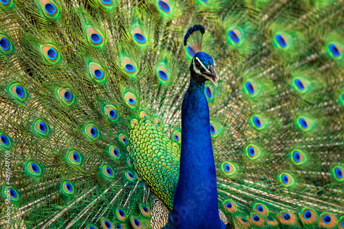 extreme closeup Indian peafowl or male peacock dancing with full colorful wingspan to attracts female partners for mating at ranthambore national park forest reserve rajasthan india - Pavo cristatus photo