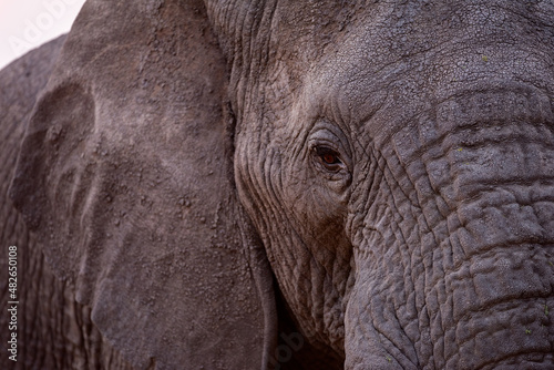 A beautiful horizontal detailed close up portrait of an old elephant bull with a dust covered face, taken at sunset in the Madikwe Game Reserve, South Africa.