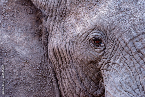 A beautiful horizontal detailed close up portrait of an old elephant bull with a dust covered face, taken at sunset in the Madikwe Game Reserve, South Africa.