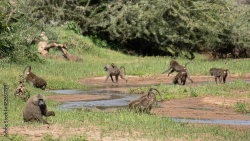 Photography herd of wildebeest