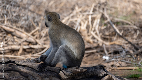 black tailed prairie dog